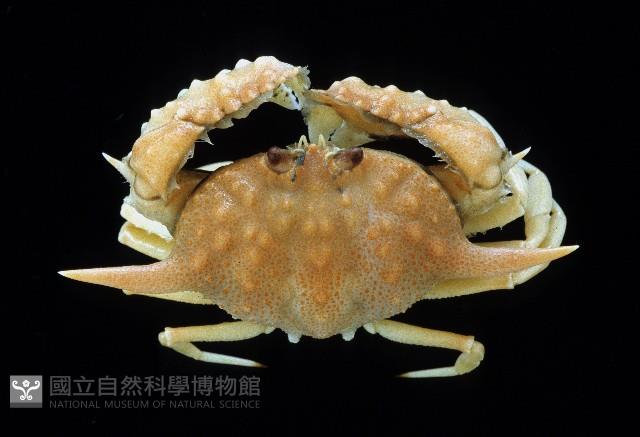 武裝筐形蟹藏品圖，第1張