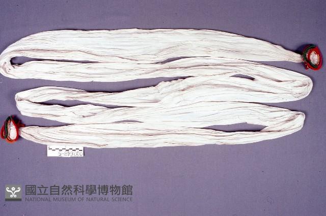 白腰帶藏品圖，第1張