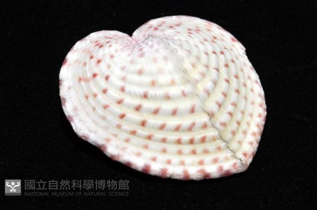 登錄號:006883-00015藏品圖，第1張