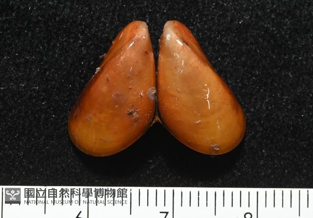 平端深海殼菜蛤藏品圖，第1張