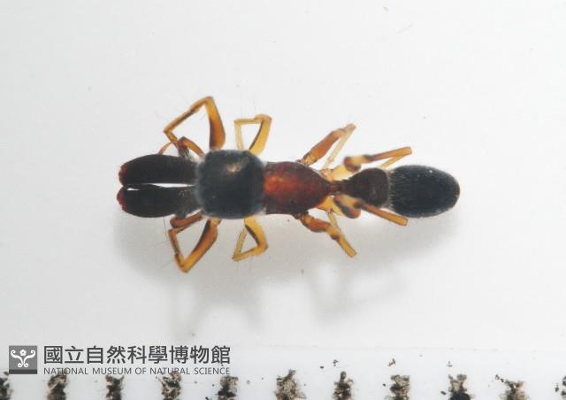 黑色蟻蛛藏品圖，第1張