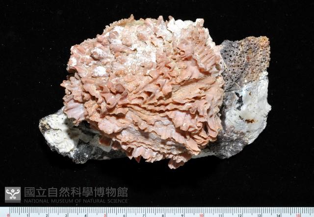 寶石偏口蛤藏品圖，第1張
