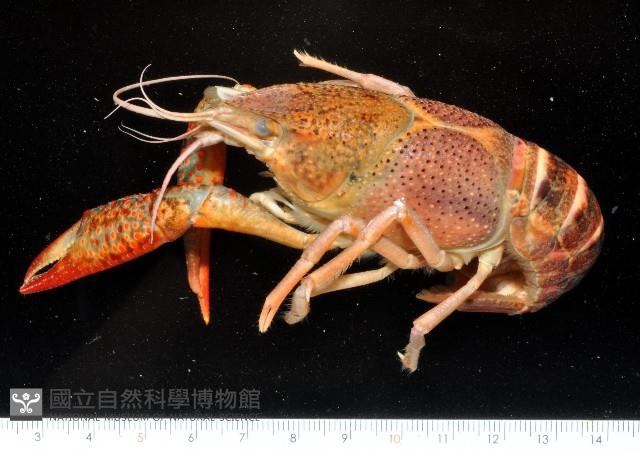 克氏原喇蛄藏品圖，第1張