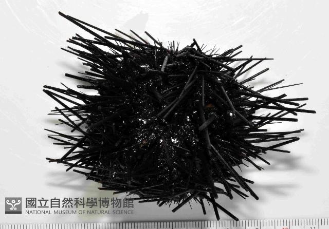沙氏(藍環)冠海膽藏品圖，第1張