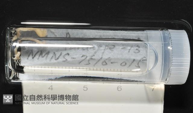 梧棲搓蟄蟲藏品圖，第1張