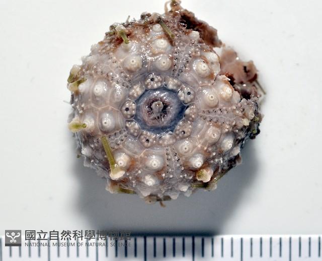 未知種盾冠海膽藏品圖，第1張