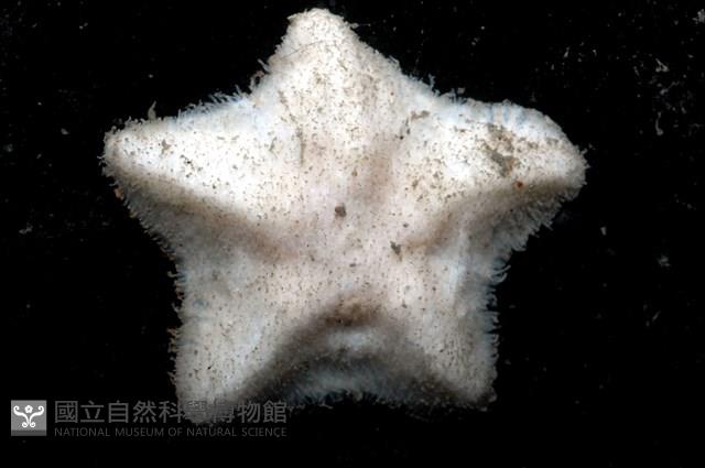 未知種開曼海星藏品圖，第1張