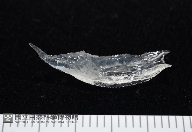 未知種舴艋螺藏品圖，第1張