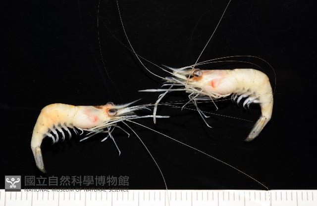 澳洲(南海)沼蝦藏品圖，第1張