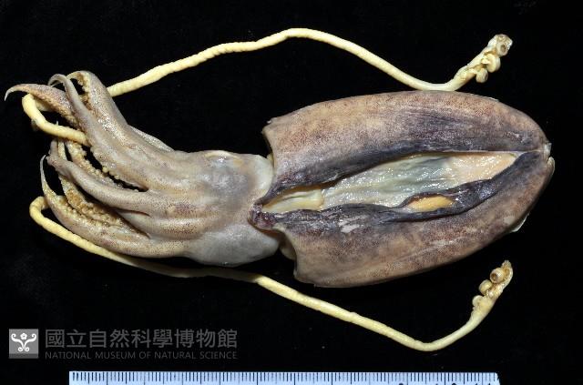 福斯氏烏賊藏品圖，第1張