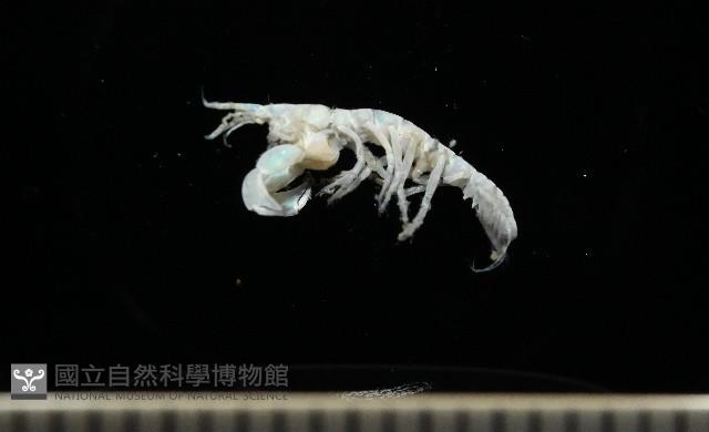 未知種端足類藏品圖，第1張