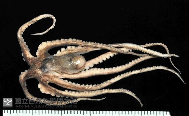 北海岸鉤嘴仔新種章魚藏品圖，第1張