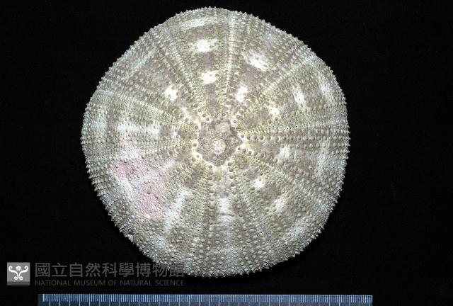 喇叭毒棘海膽藏品圖，第1張