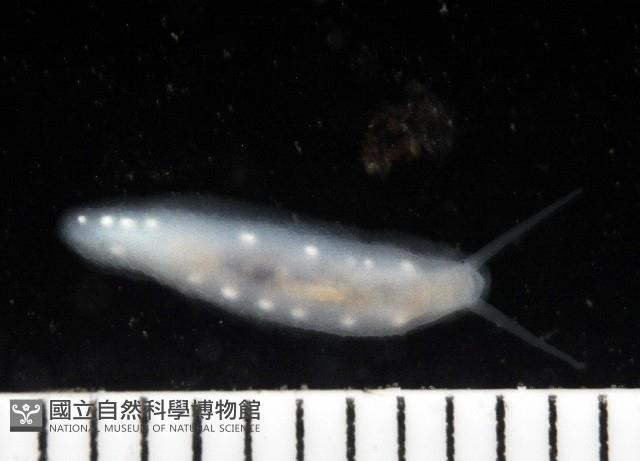 無殼蜑螺(暫譯)藏品圖，第1張