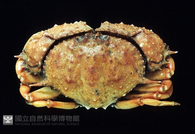 短刺筐形蟹藏品圖，第1張