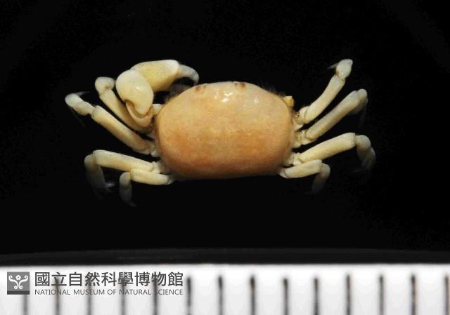 雙齒豆蟹藏品圖，第1張
