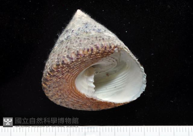 花斑鐘螺藏品圖，第1張