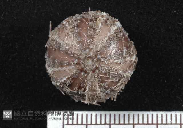 褐駝海膽藏品圖，第1張