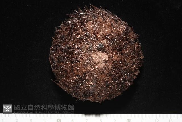 魯氏硬海膽藏品圖，第1張
