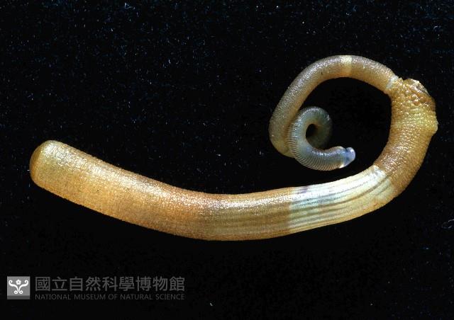 未知種盾管星蟲藏品圖，第1張