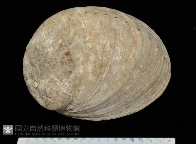 平滑鮑螺藏品圖，第1張