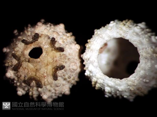 環棘深淵沙棱海膽藏品圖，第1張