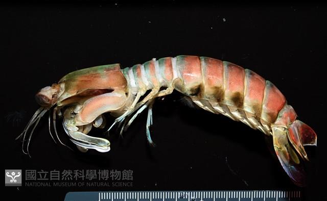 脊尾齒指蝦蛄藏品圖，第1張