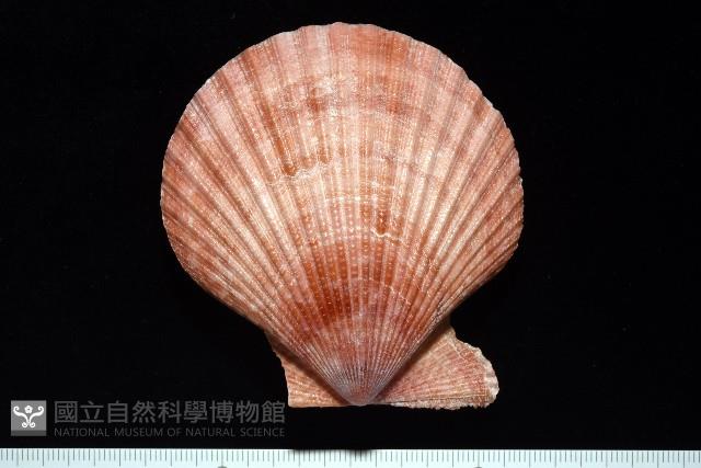 澳洲海扇蛤藏品圖，第1張
