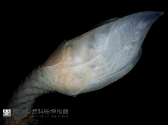 尖刀茗荷藏品圖，第1張