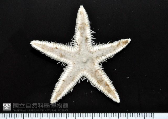華普槭海星藏品圖，第1張