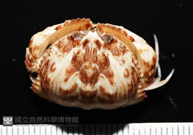 四斑饅頭蟹藏品圖，第1張