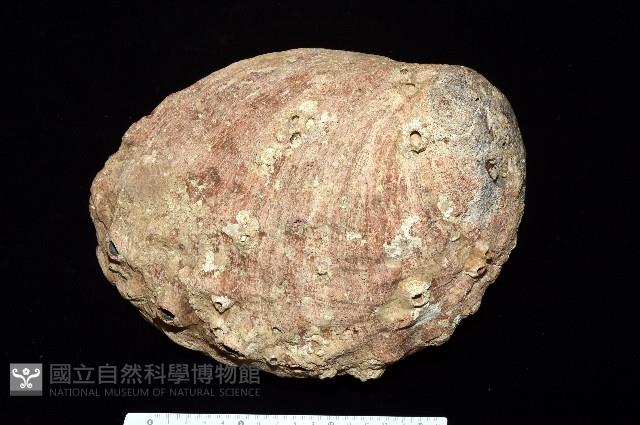 紅鮑螺藏品圖，第1張