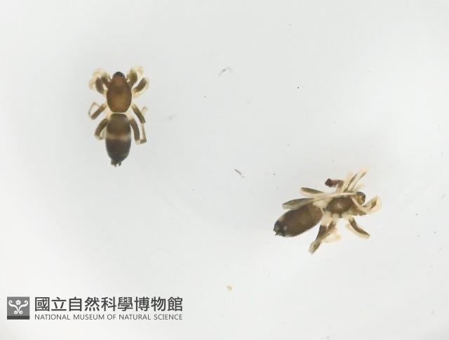 臺灣秘蛛藏品圖，第1張
