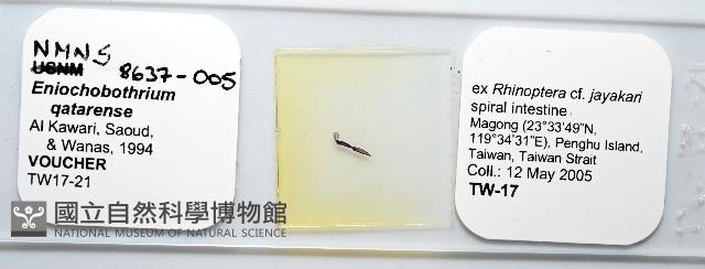 魚賁類絛蟲藏品圖，第1張