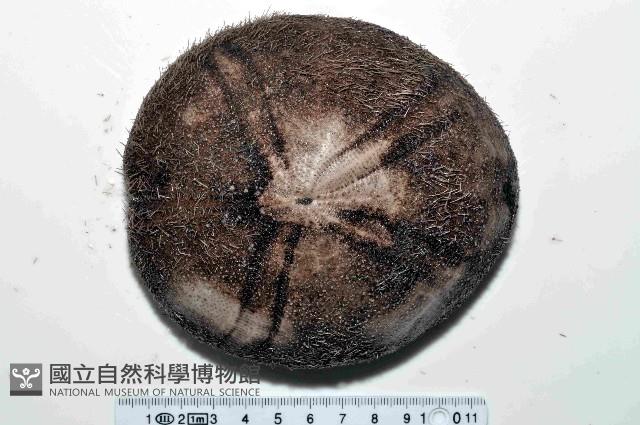 易碎脆心形海膽藏品圖，第1張