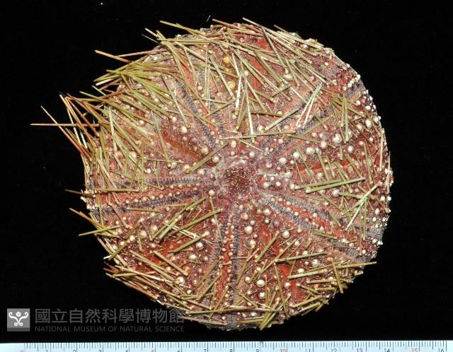 疣小肛海膽藏品圖，第1張