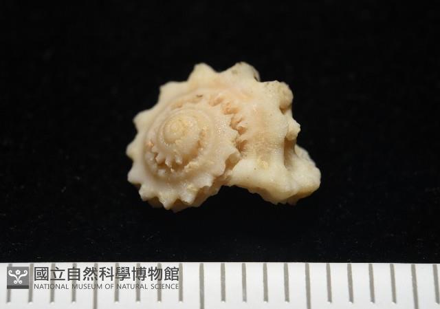 平浪花冠螺藏品圖，第1張