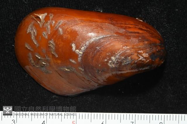 平端深海殼菜蛤藏品圖，第1張
