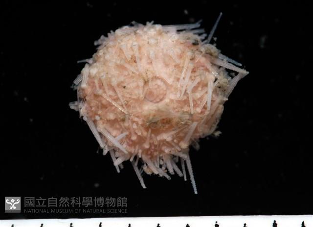 福氏鋸海膽藏品圖，第1張