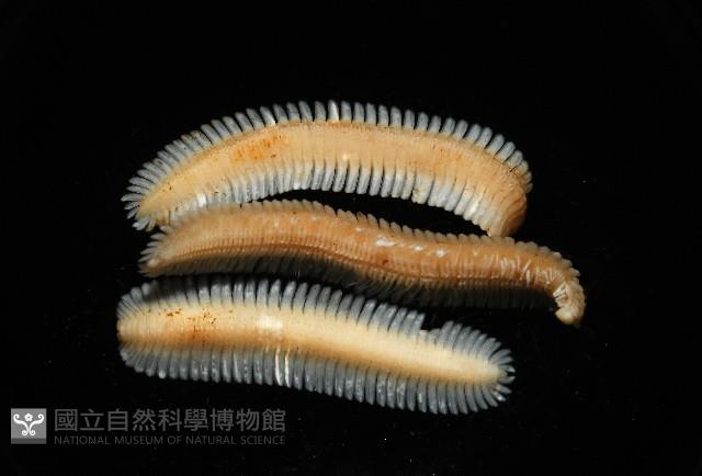 新種雄顎平馬陸藏品圖，第1張