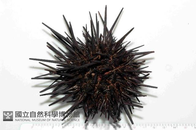 口鰓海膽藏品圖，第1張