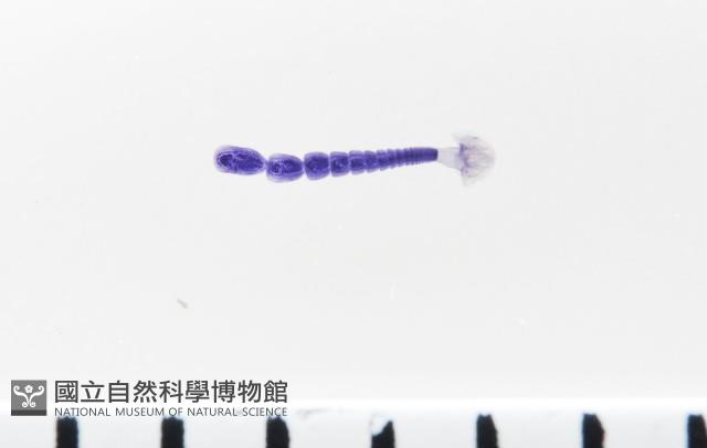 新種葉槽絛蟲藏品圖，第1張