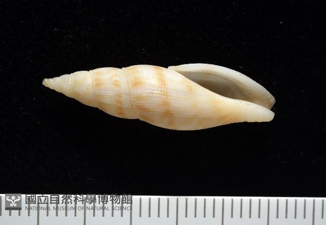 莫三比克布紋螺藏品圖，第1張