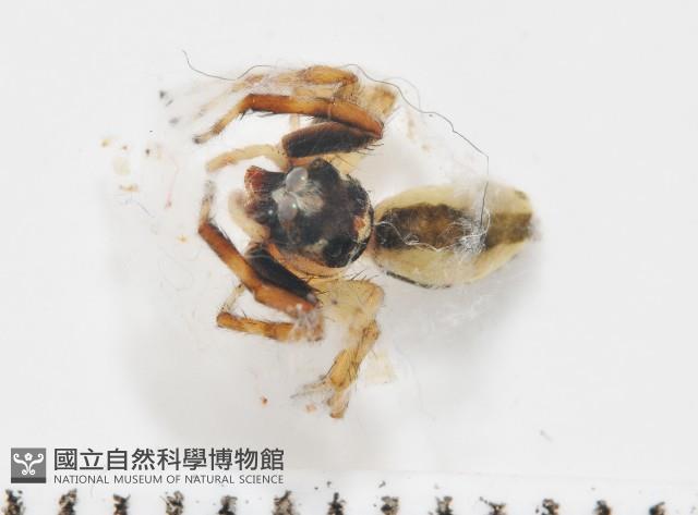 多色金毛蛛藏品圖，第1張