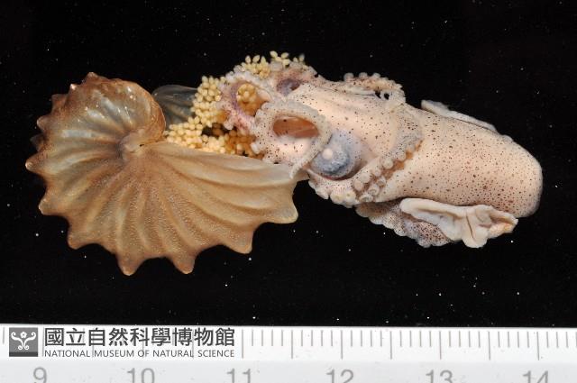 闊船蛸藏品圖，第1張