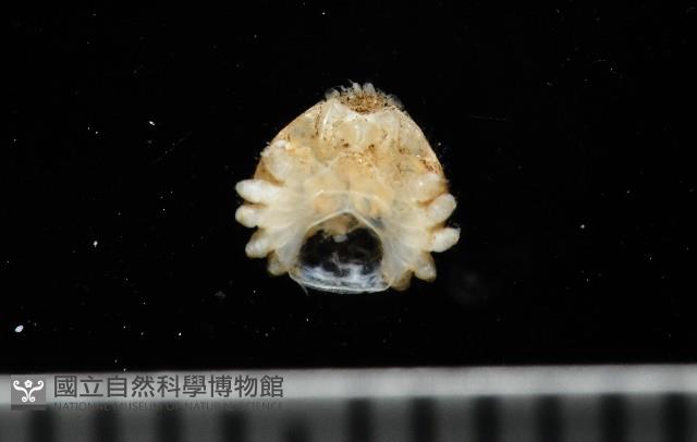 齊柏林新尖額蟹藏品圖，第1張