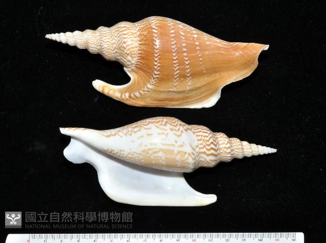 金斧鳳凰螺藏品圖，第1張