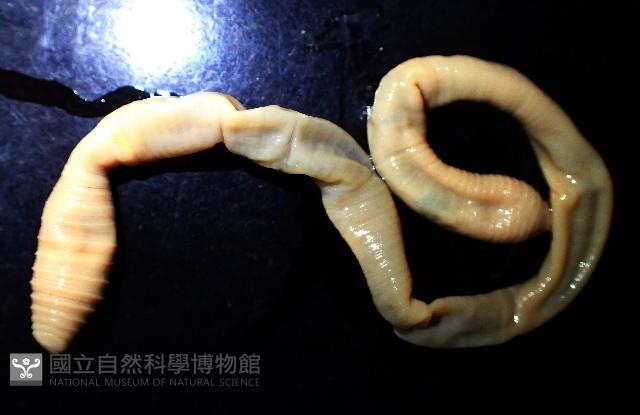 未知種遠環蚓藏品圖，第1張