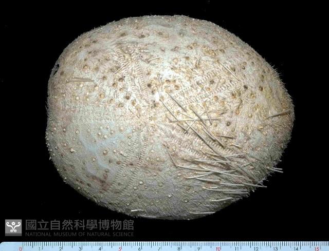 大脆心形海膽藏品圖，第1張