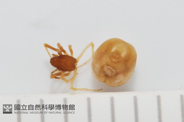 新種寄居姬蜘藏品圖，第1張